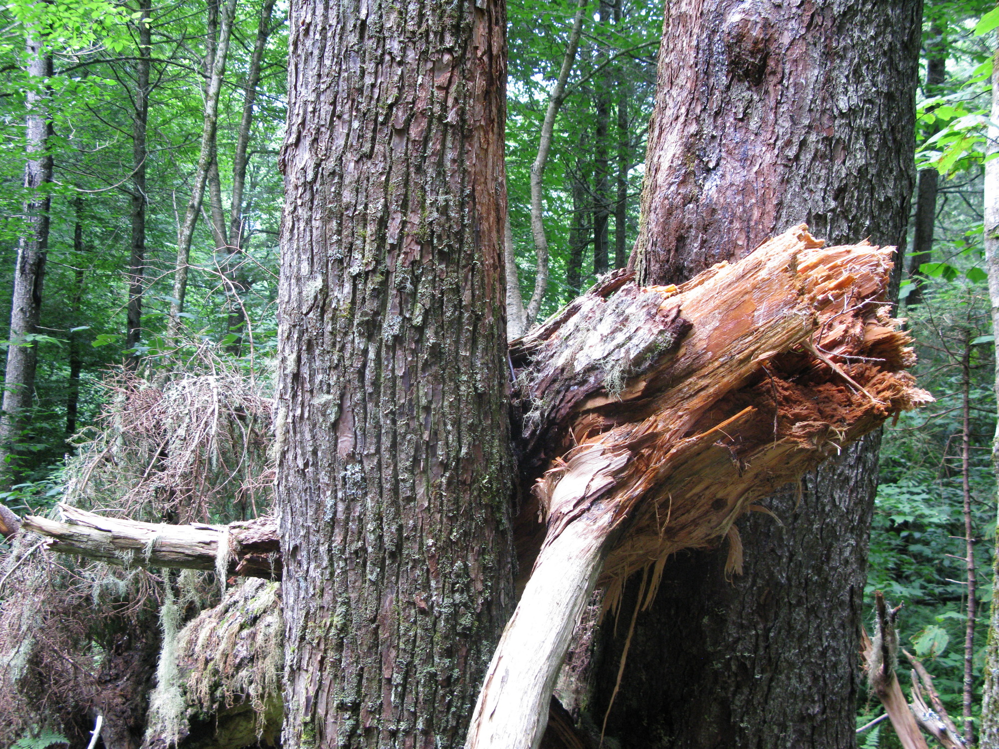 Plot Code: GRSM_AA_0688_2