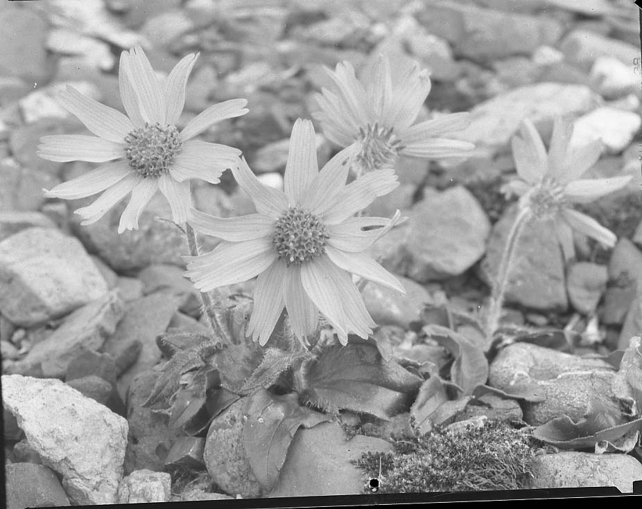 McKinley National Park