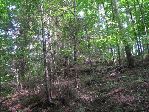 GRSM Accuracy Assessment. Plot Code: GRSM_AA_0539_3