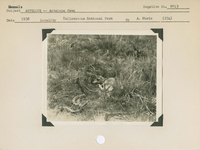 hfca_1607_iva_013_10_009_8713a_a. Mammals, Antelope [Pronghorn] -- Antelope [Pronghorn] fawn.. Locality: Tower Falls, Yellowstone National Park. Negative #: 8713. [The more specific date comes from the reverse of the envelope for this negative number]