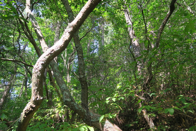 GRSM Accuracy Assessment. Plot Code: GRSM_AA_0924_6