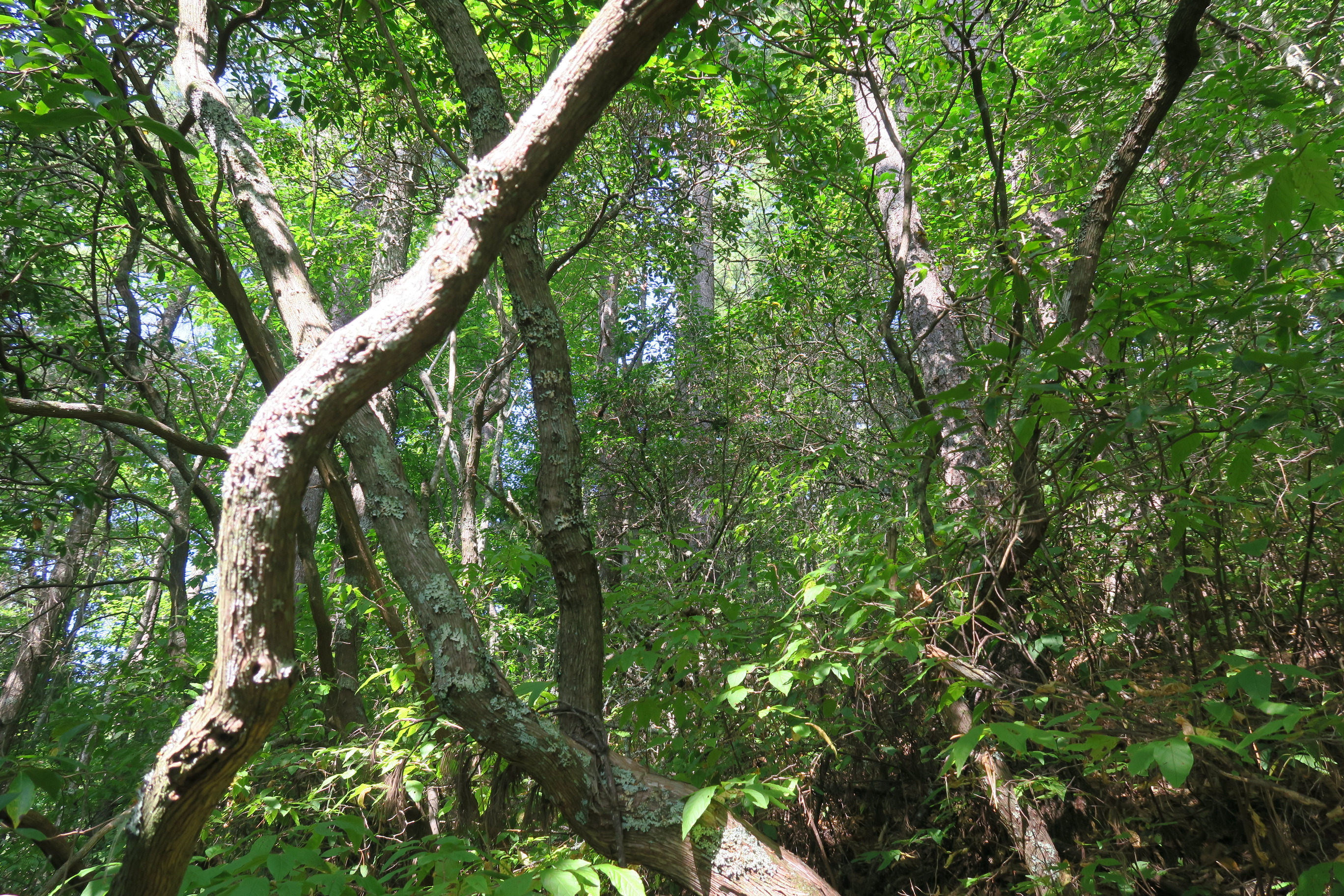 GRSM Accuracy Assessment. Plot Code: GRSM_AA_0924_6