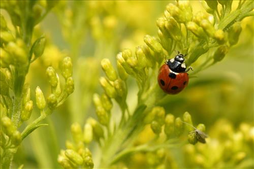 Ladybug, Unidentified Species, in Cuyahoga Valley National Park