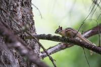 A chipmunk walks on a tree limb.