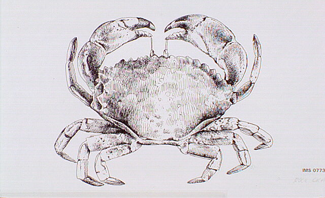 A Rock crab: legal to catch within San Francisco Bay if the crabs measure at least 4 inches across the widest part of the body