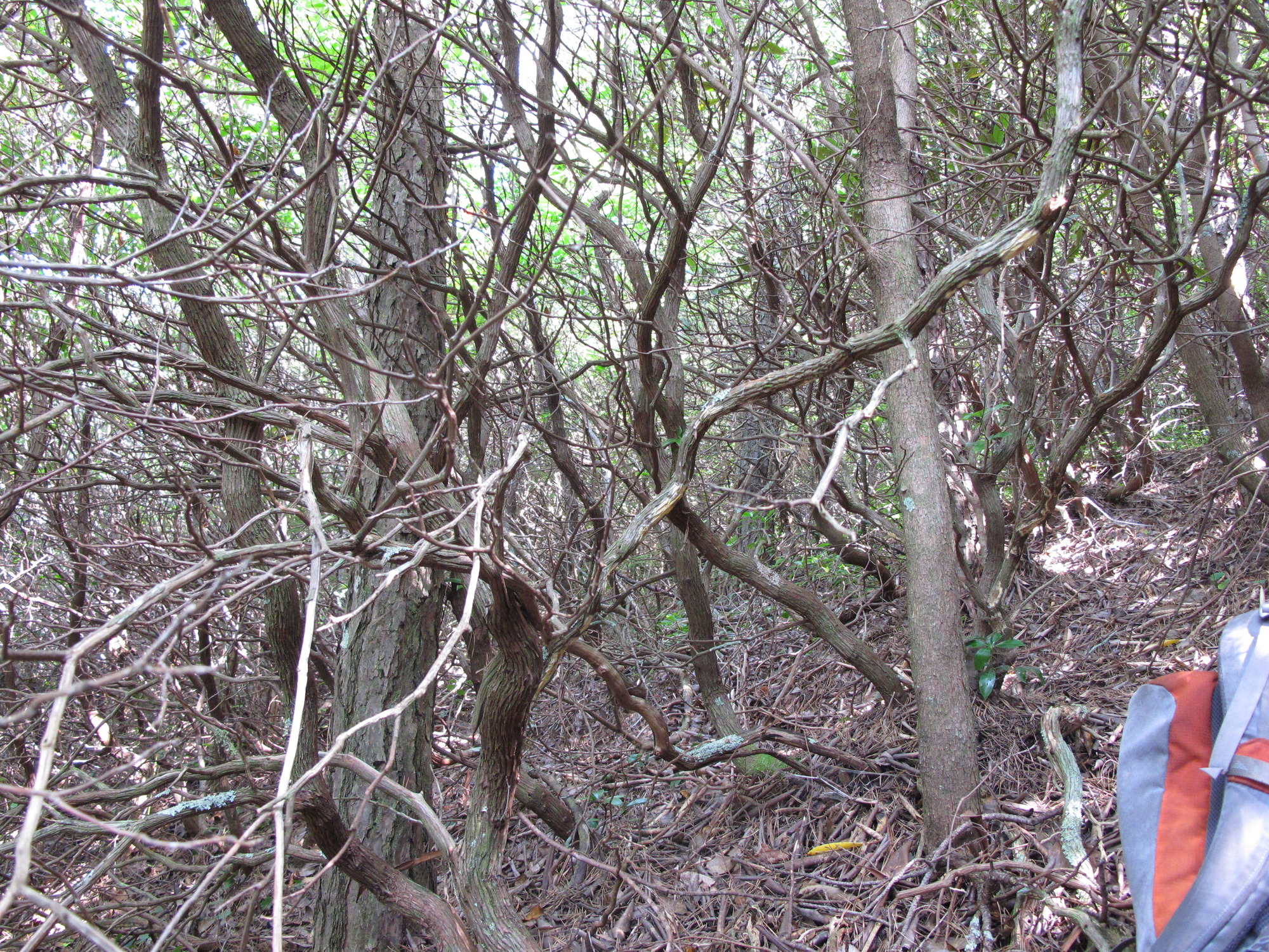 GRSM Accuracy Assessment. Plot Code: GRSM_AA_0410_2