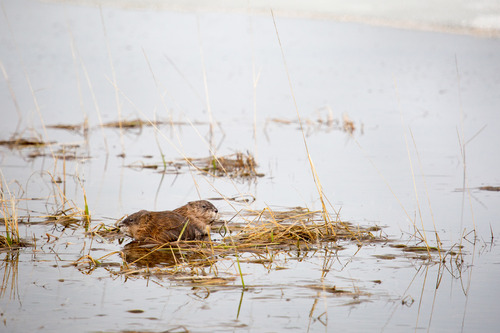 Muscrats are in the water among dried vegetation 