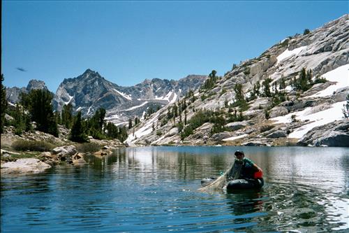 Mountain yellow-legged frog restoration project, Sequoia and Kings Canyon National Parks, 2001-2003