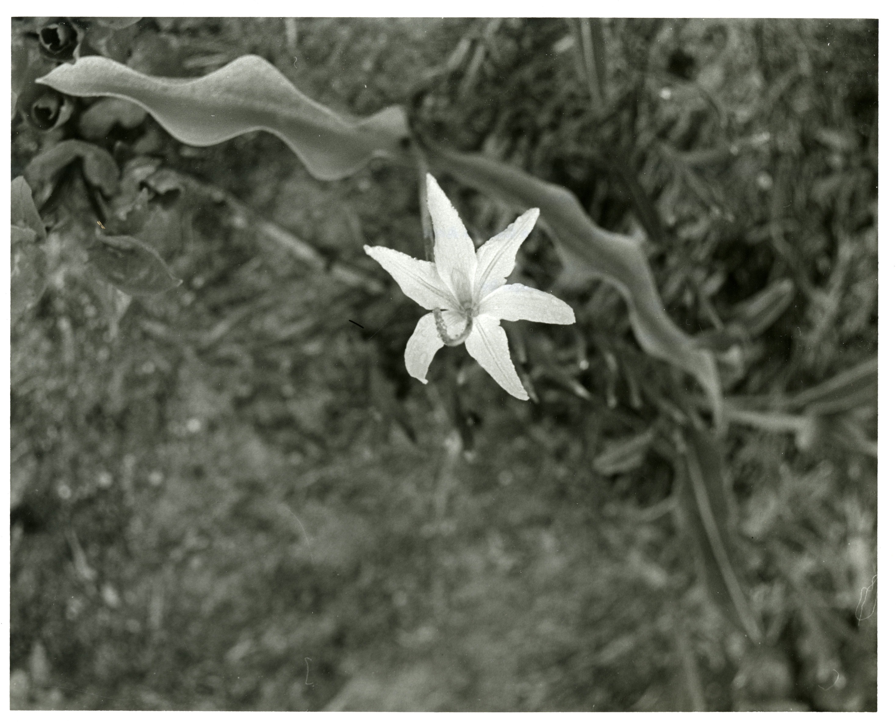 A white flowering plant.