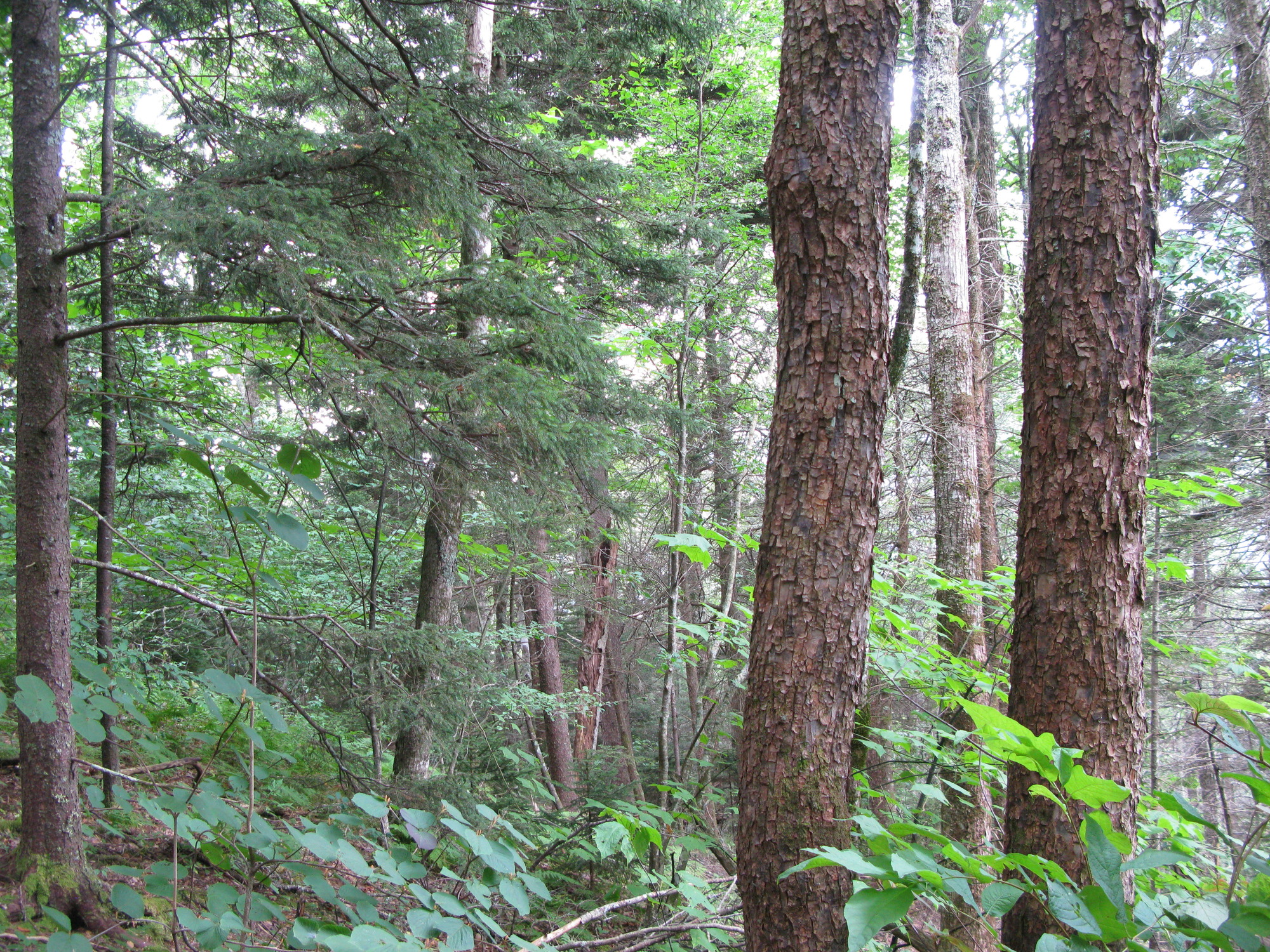 GRSM Accuracy Assessment. Plot Code: GRSM_AA_0281_6