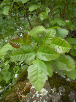 Poison oak leaves with three leaflets each
