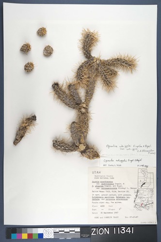 Herbarium Specimen Sheet 11341
