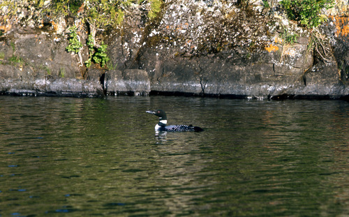 A loon is swimming near a cliff and has at least one young chick with it.