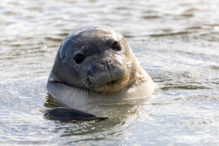 A monk seal sticking their head out of the water. 