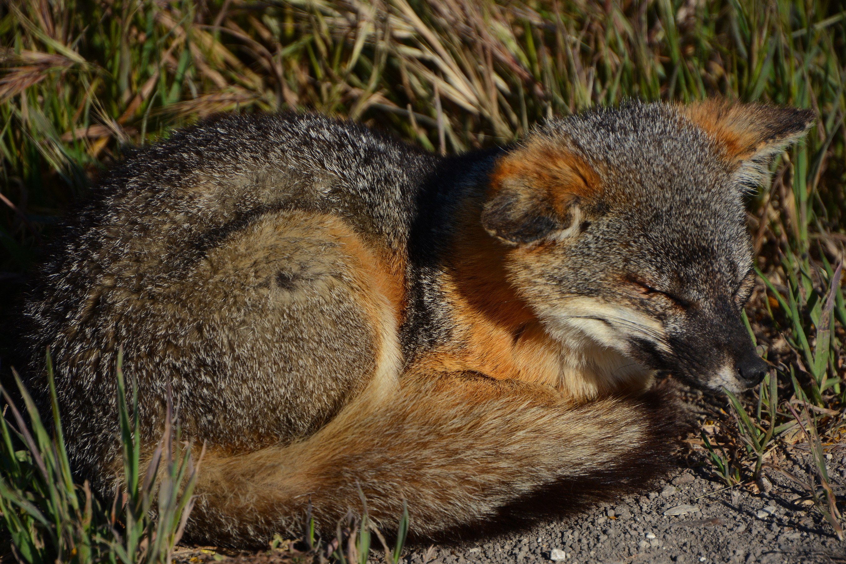 fox in grass