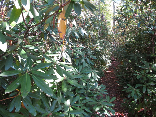 GRSM Accuracy Assessment. Plot Code: GRSM_AA_0187_3