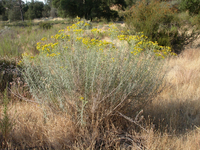 A shrubby butterweed bush in bloom