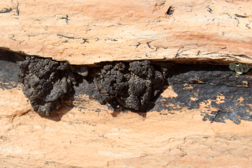 Lumpy black lichen  on a tan piece of petrified wood.