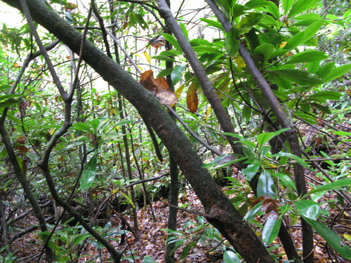 GRSM Accuracy Assessment. Plot Code: GRSM_AA_0266_4