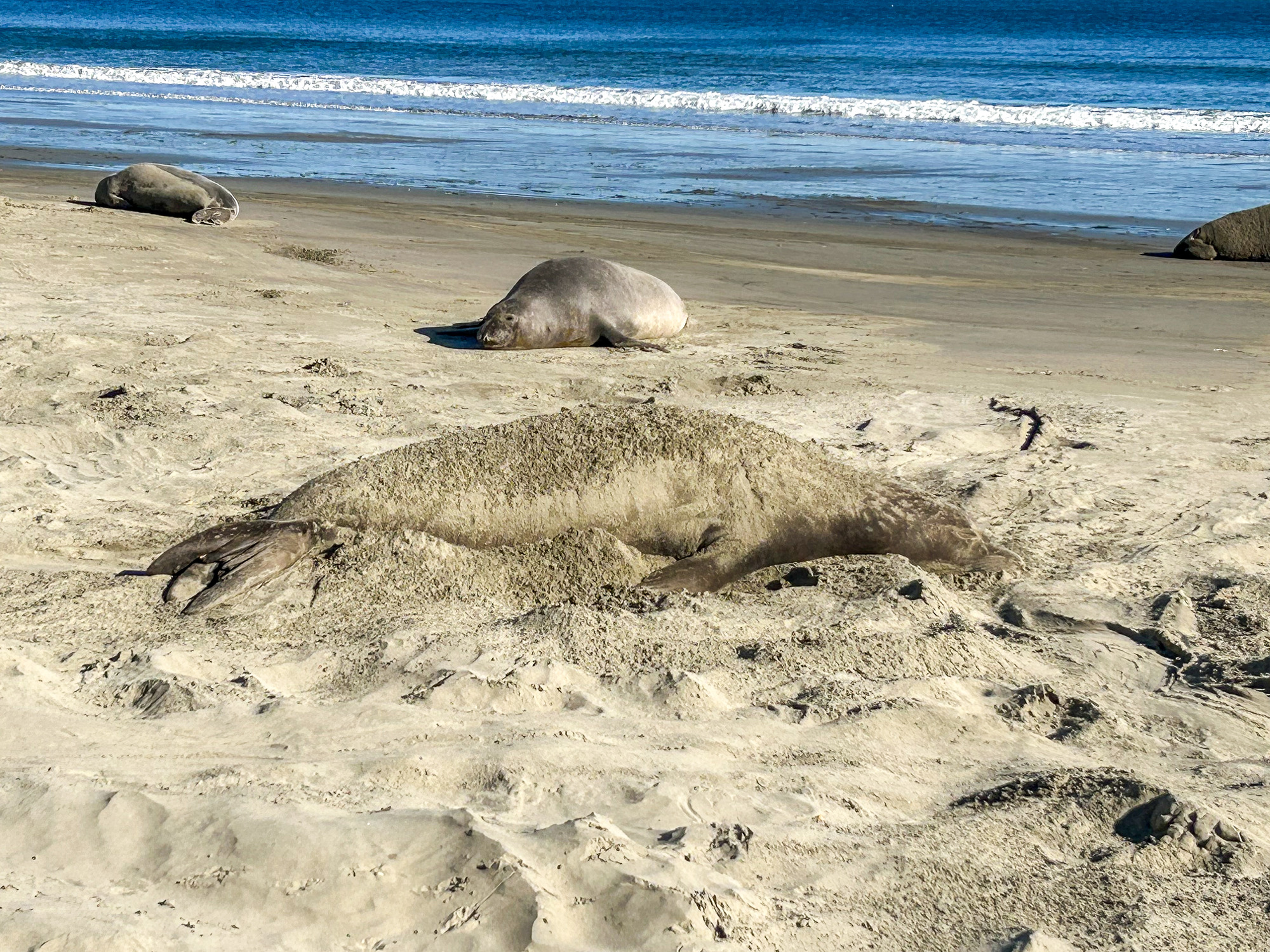 Seal sleeping on a sandy beach, covered in sand.