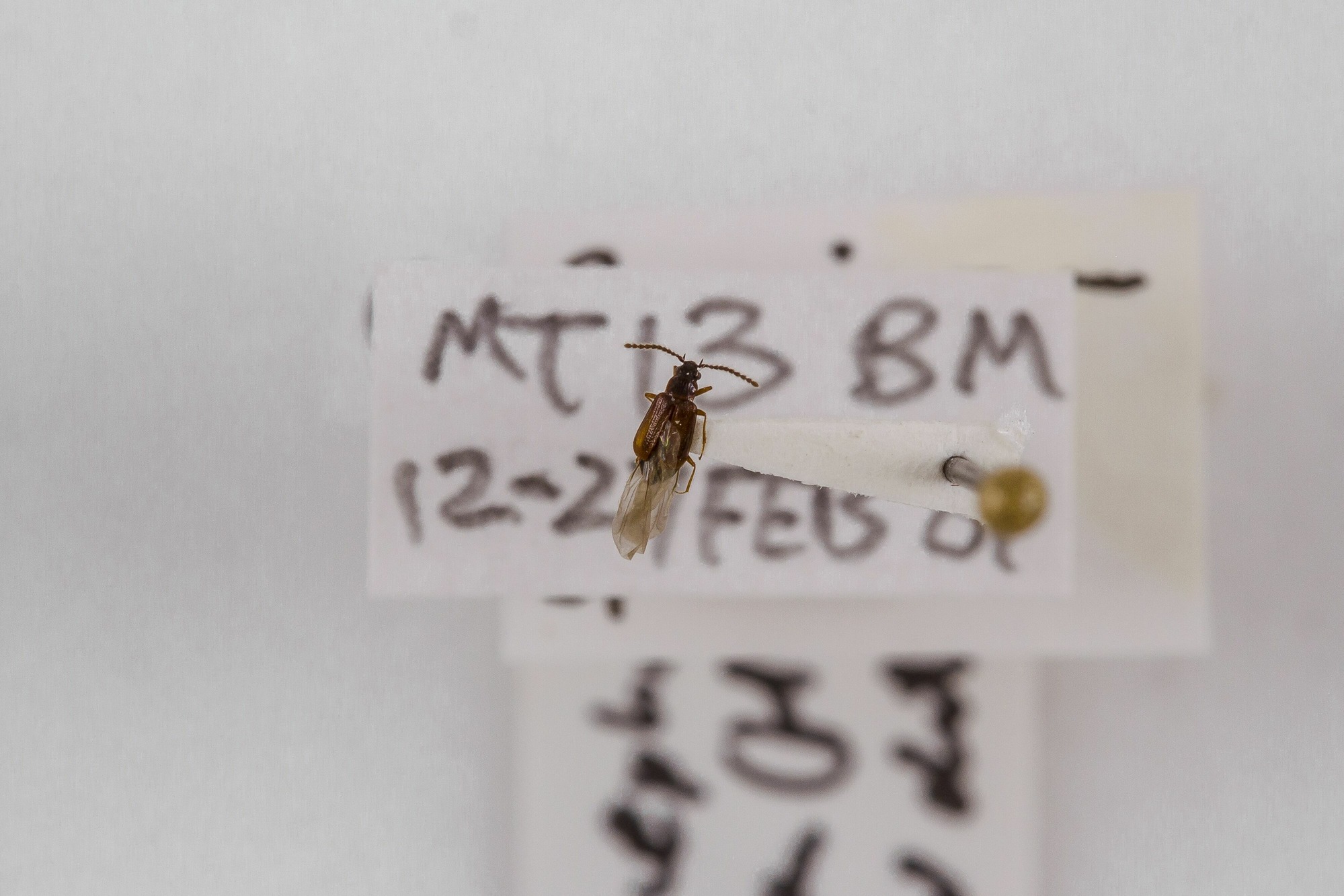 Image of Carcinocephalus flavidus, a species of Animalia