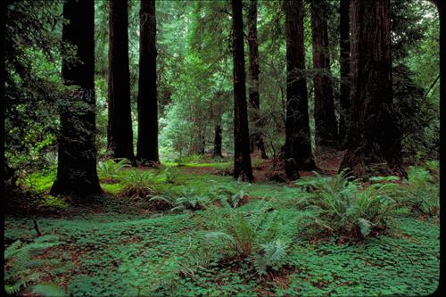 Muir Woods National Monument, California