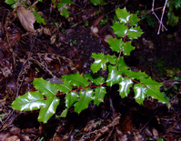 A barberry seedling