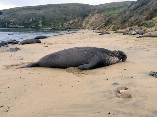 Large elephant seal with a large proboscis and and assortment of battle scars lying on a sandy beach as other elephant seals rest nearby.