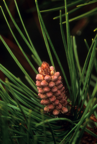 Bishop Pine Cone