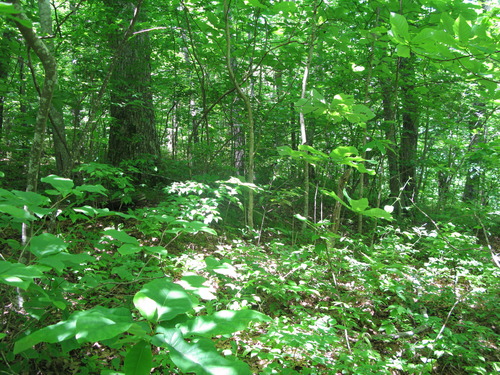 GRSM Accuracy Assessment. Plot Code: GRSM_AA_0697_2