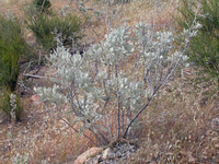 A woolly yerba santa bush