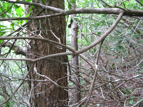 GRSM Accuracy Assessment. Plot Code: GRSM_AA_0383_5