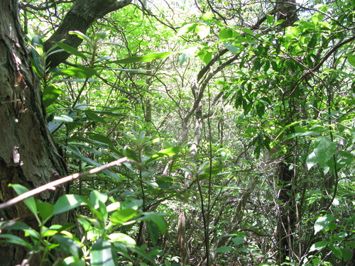 GRSM Accuracy Assessment. Plot Code: GRSM_AA_0420