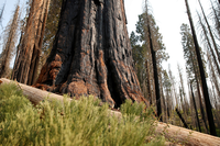 Tiny trees with needle-like leaves grown thickly below a burned sequoia trunk