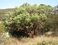 A large big berried manzanita bush