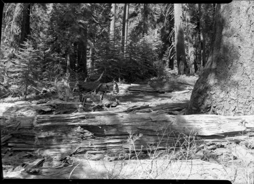 Aspen Valley logging operations.