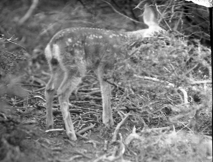 Sequoia National Park