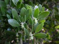 Close-up of point-leaved manzanita leaves