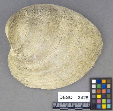 DESO    3425 -- Anvil