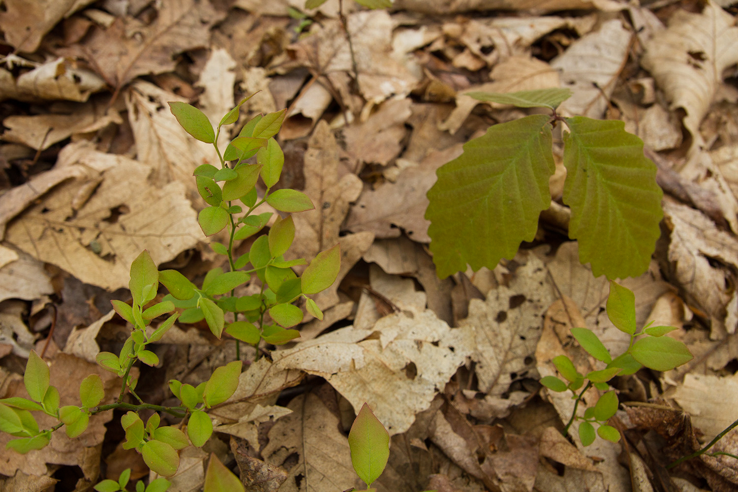 Chestnut oak seedling and Hillside blueberry shrub