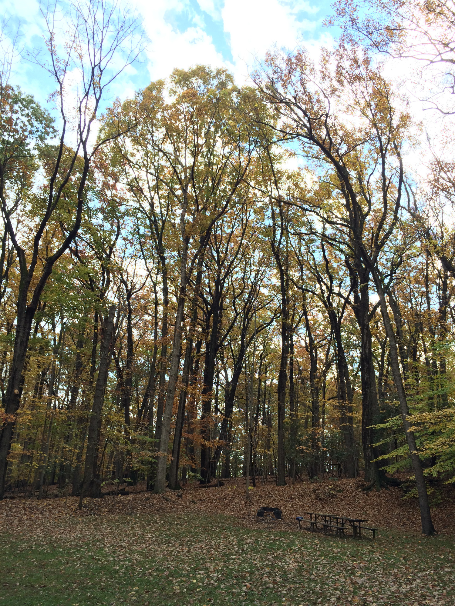 Rock Creek Park's Picnic Area 16 in Autumn
