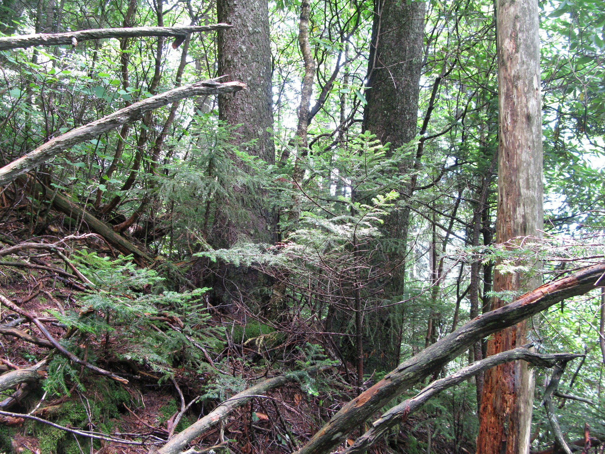 GRSM Accuracy Assessment. Plot Code: GRSM_AA_0035_6