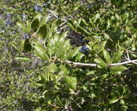 Leaves of a coast live oak tree