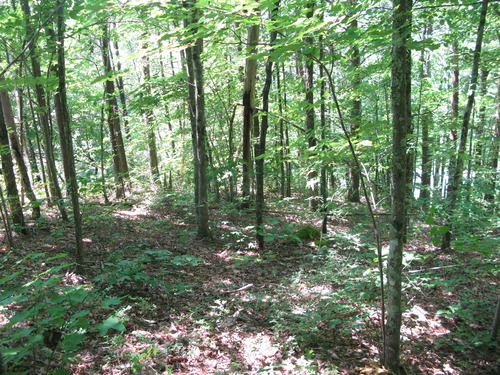 GRSM Accuracy Assessment. Plot Code: GRSM_AA_0792_4