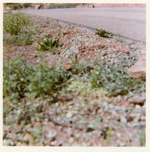 Color photo of the completion of the Kolob Canyon Road hydroseeding experiment.