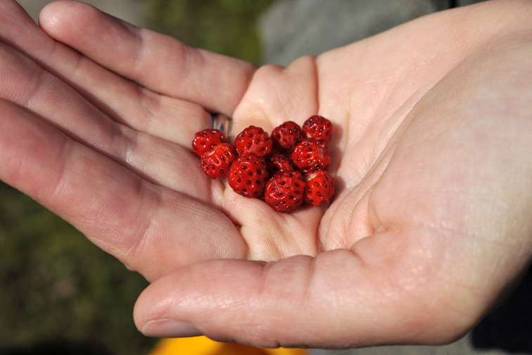 A hand holding ten small red strawberries.