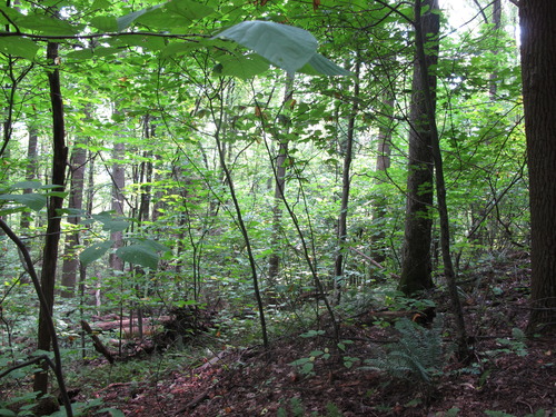 GRSM Accuracy Assessment. Plot Code: GRSM_AA_0291_3