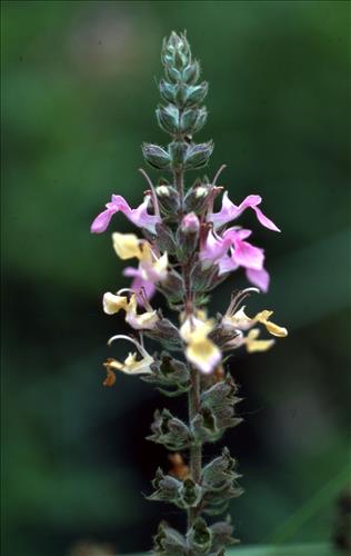Badlands Flowers: Red, Pink, Blue