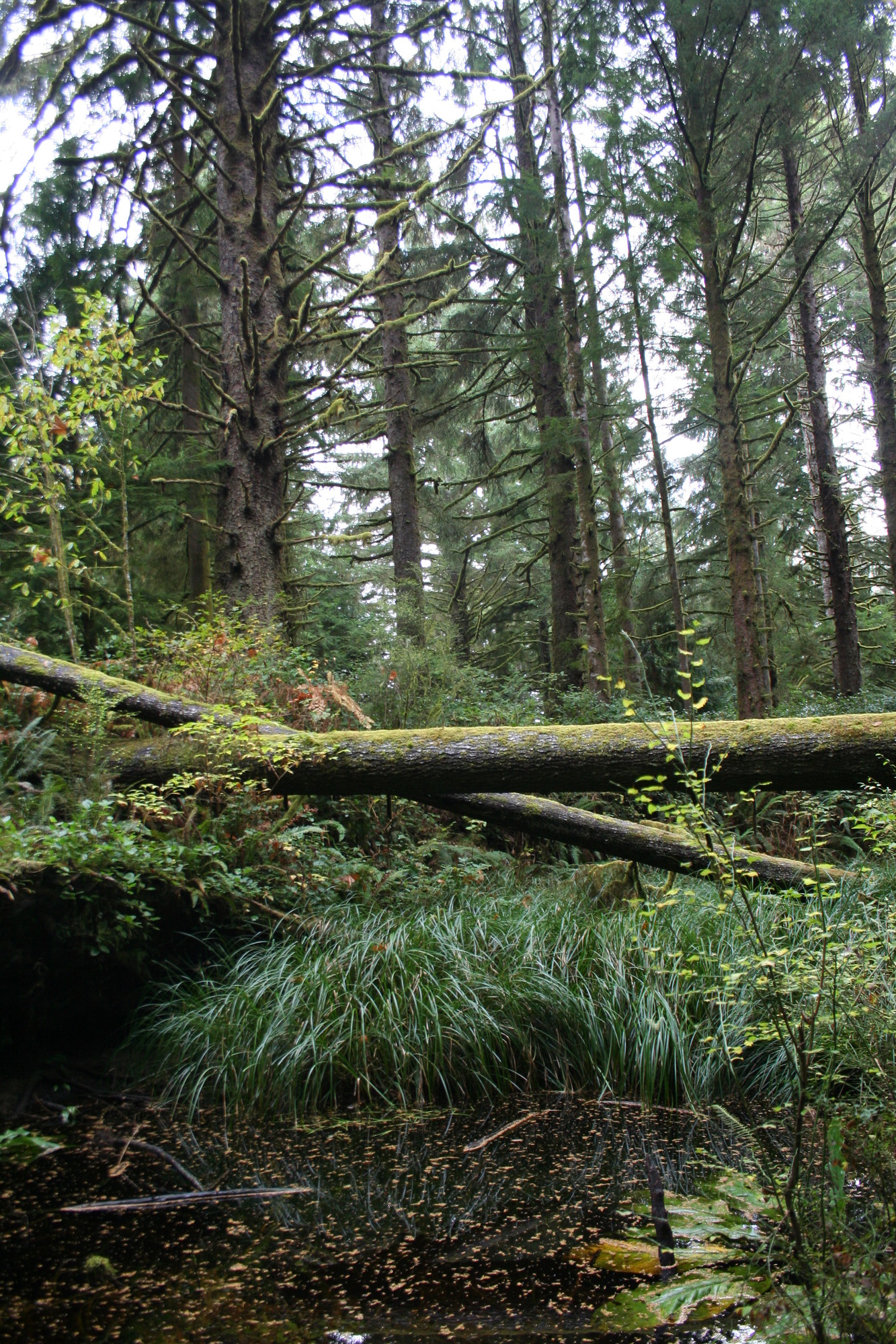 Clay pit pond, covered in fallen leaves. Ferns and huckleberry line the shoreline.