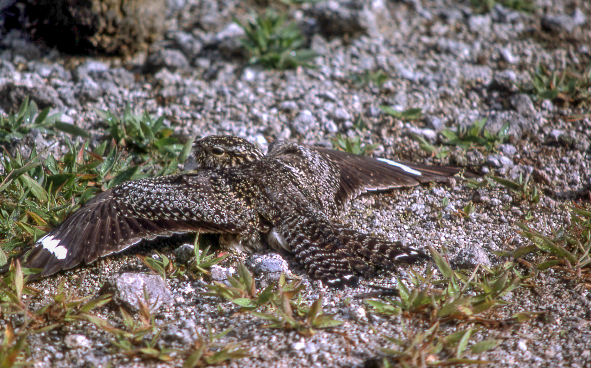 A common nighthawk rests with wings spread on gravel